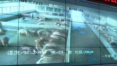 投資3.2億元！肇慶重點項目迎來新進展，網(wǎng)站建設加速推進